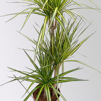 Gerandeter Drachenbaum 'Sunray', 3er-Tuff, Topf-Ø 21 cm, Höhe ca. 90 cm