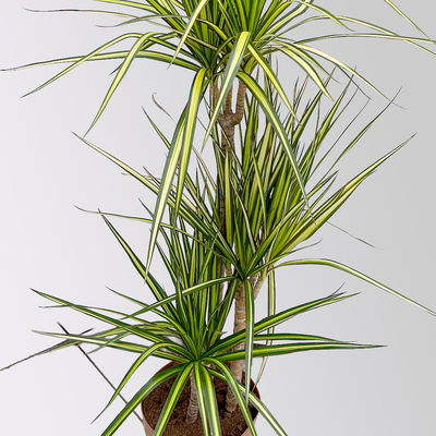 Gerandeter Drachenbaum 'Sunray', 3er-Tuff, Topf-Ø 21 cm, Höhe ca. 90 cm