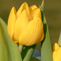 Kölle Tulpe, Tulipa gesneriana 'Golden Miracle', gelb, Topf 10 cm