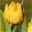 Tulpe gelb, Sorte zufällig, vorgetrieben Topf-Ø 10 cm, 6er-Set