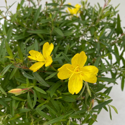 Nachtkerze 'African Sun®' gelb, Topf-Ø 13 cm, 6 Pflanzen Nachtkerze 'African Sun®' gelb, Topf-Ø 13 cm, 6 Pflanzen