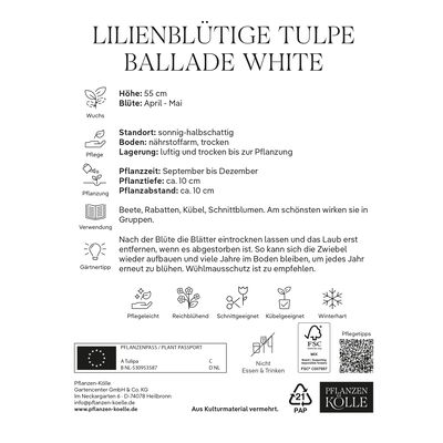 Lilienblütige Tulpen Ballade White weiß, 7 Blumenzwiebeln Lilienblütige Tulpen Ballade White weiß, 7 Blumenzwiebeln