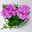 Geranie 'Ivy League™ Amethyst' lila-pink, hängend, Topf-Ø 13 cm, 6er-Set