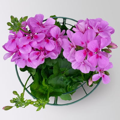 Geranie 'Royal Blue 25' lila-pink, hängend, Topf-Ø 13 cm, 6er-Set Geranie 'Royal Blue 25' lila-pink, hängend, Topf-Ø 13 cm, 6er-Set
