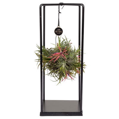 Tillandsia 'Magic Ball' in eckigem Metallgestell, 17cm Ø