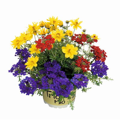 Sommerblumen Mix TrioMio™ bunt, Mix zufällig, Topf-Ø 12 cm, 6er-Set Sommerblumen Mix TrioMio™ bunt, Mix zufällig, Topf-Ø 12 cm, 6er-Set