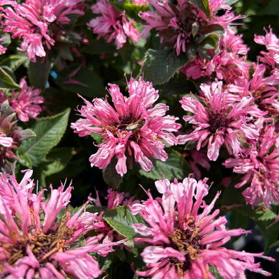Bio Indianernessel 'Pink Lace' pink, Topf 11x11 cm, 3 Pflanzen Bio Indianernessel 'Pink Lace' pink, Topf 11x11 cm, 3 Pflanzen