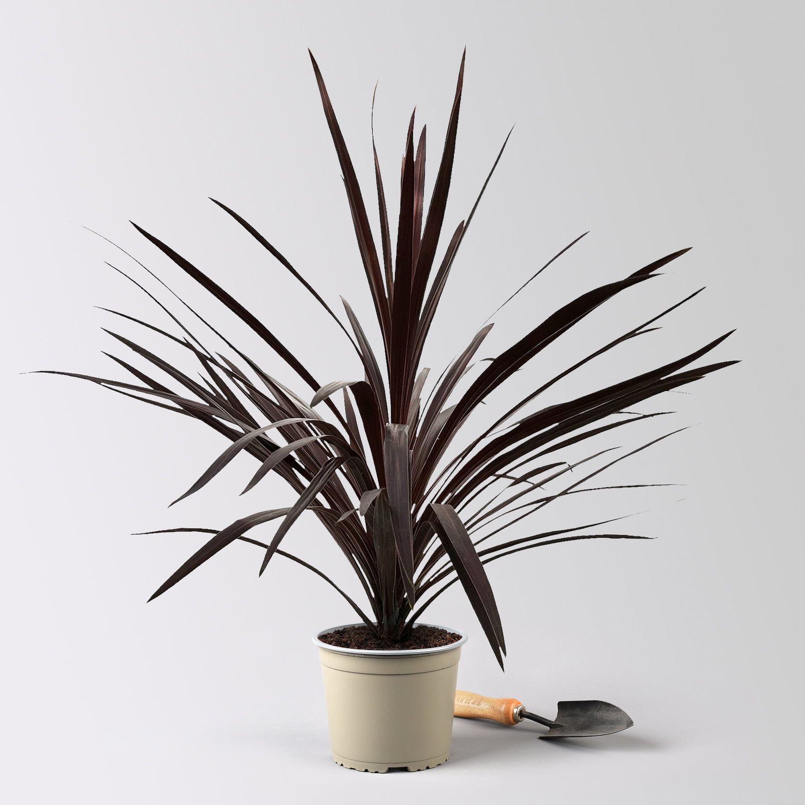Keulenlilie 'Red Star', rotlaubig, Topf-Ø 17 cm, Höhe ca. 60 cm, 2 Pflanzen Keulenlilie 'Red Star', rotlaubig, Topf-Ø 17 cm, Höhe ca. 60 cm, 2 Pflanzen