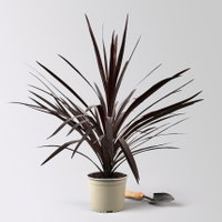 Keulenlilie 'Red Star', rotlaubig, Topf-Ø 17 cm, Höhe ca. 60 cm, 2 Pflanzen Keulenlilie 'Red Star', rotlaubig, Topf-Ø 17 cm, Höhe ca. 60 cm, 2 Pflanzen