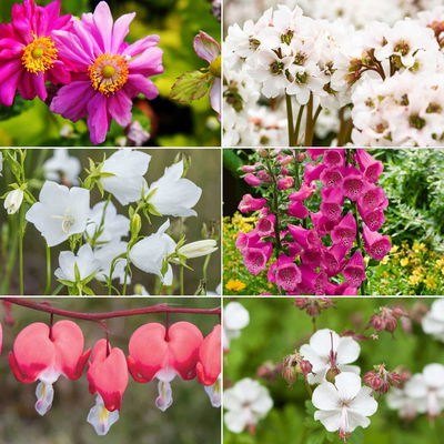 Schattenstauden Set, 18 Pflanzen für 3 m², bunt Schattenstauden Set, 18 Pflanzen für 3 m², bunt