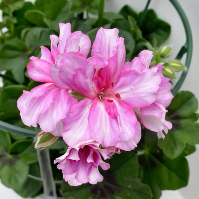 Geranie 'Corriente Pink Bicolor' zweifarb. pink, hängend, Topf-Ø 13 cm, 6er-Set