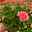 Geranie rosa, stehend, Topf-Ø ca. 10,5 cm, 8er-Set