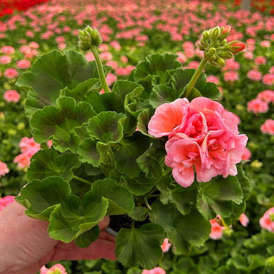 Geranie rosa, stehend, Topf-Ø ca. 10,5 cm, 8 Pflanzen Geranie rosa, stehend, Topf-Ø ca. 10,5 cm, 8 Pflanzen