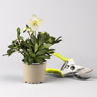 Christrose 'Christmas Carol' weiß, Topf-Ø 9 cm, 4er-Set