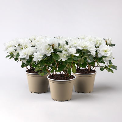 Azalee, 3er-Set, weiss gefüllt, Topf 12 cm Ø Azalee, 3er-Set, weiss gefüllt, Topf 12 cm Ø