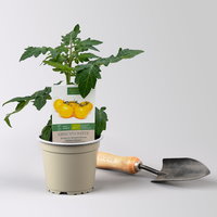 Bio Kirschtomate 'Yellow Canary', Topf-Ø 12 cm, 3 Pflanzen