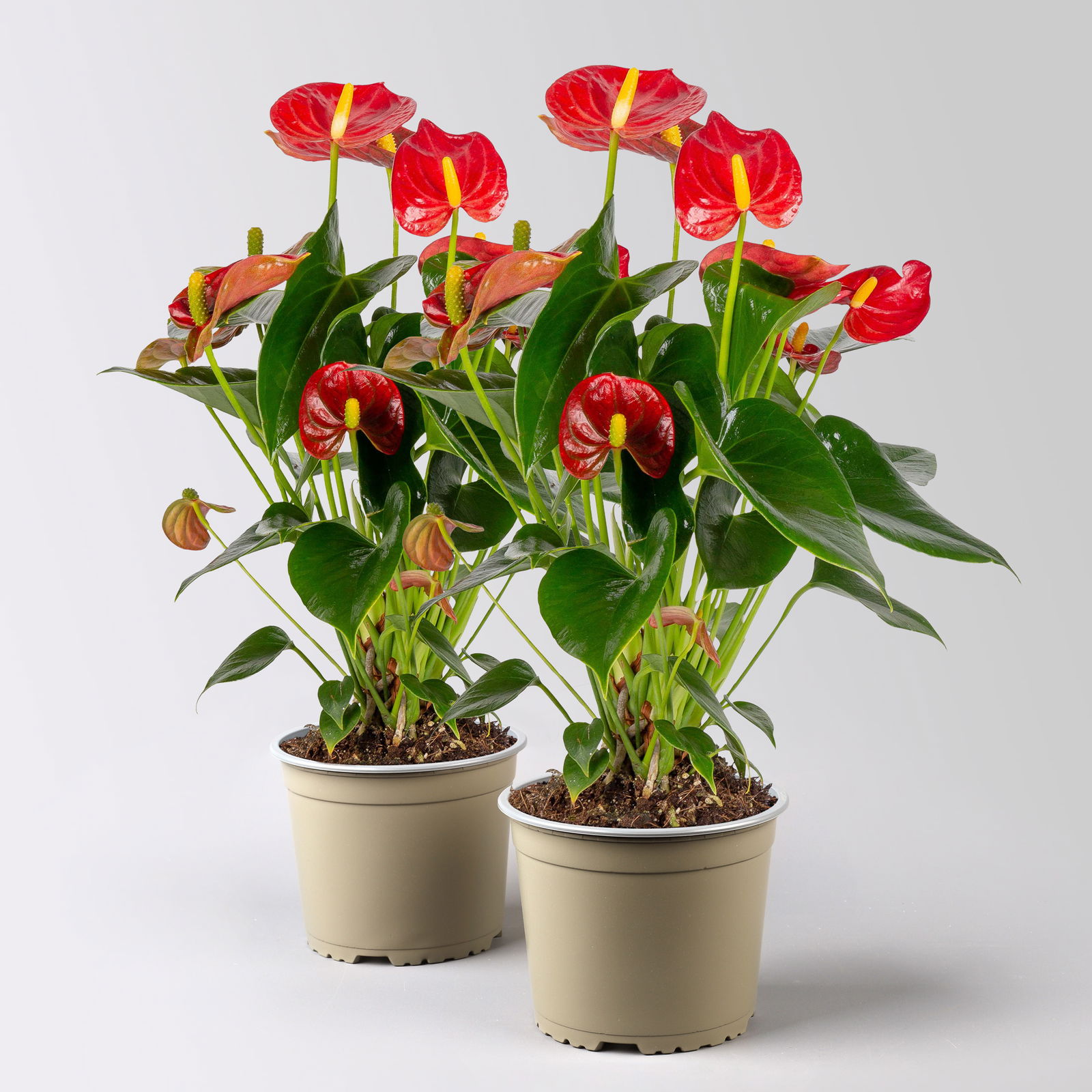 Flamingoblume 'Royal Red Champion', Topf-Ø 12 cm, Höhe ca. 35 cm