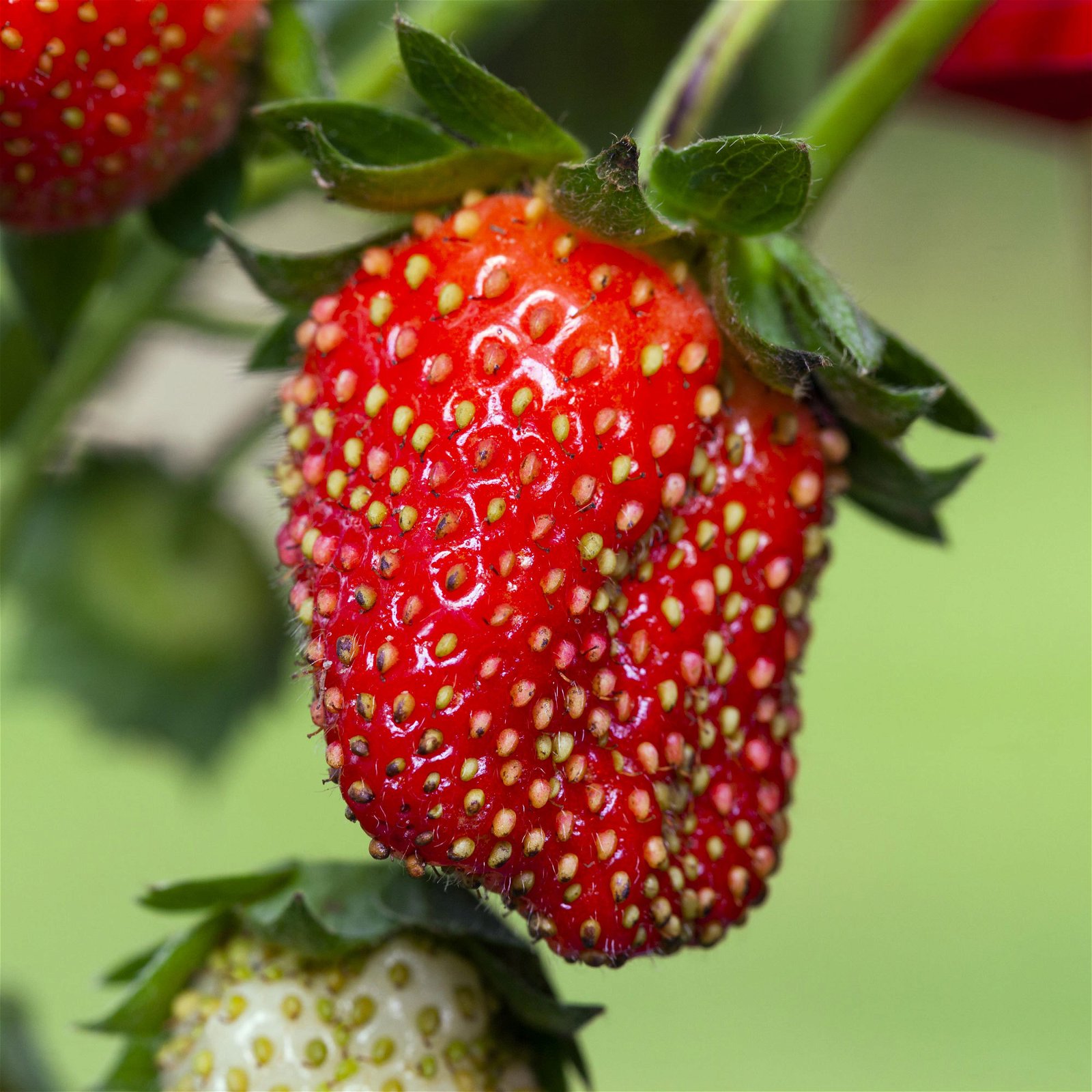 Erdbeere 'Fragoo® Toscana', frühreif & öftertragend, Ampeltopf-Ø 27 cm