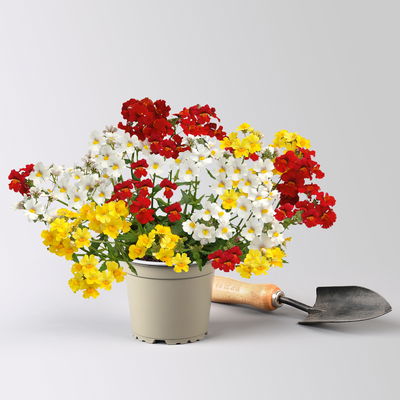 Nemesie 'Trio', weiß-gelb-rot, Topf-Ø 12/13 cm, 3 Pflanzen Nemesie 'Trio', weiß-gelb-rot, Topf-Ø 12/13 cm, 3 Pflanzen