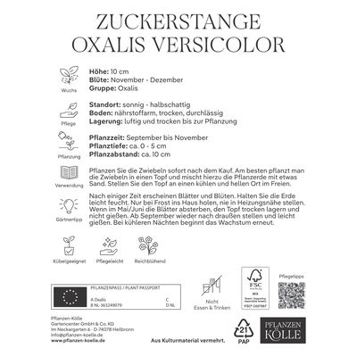 Zuckerstange, 5 Zwiebeln, weiß, Gr. 1 Zuckerstange, 5 Zwiebeln, weiß, Gr. 1