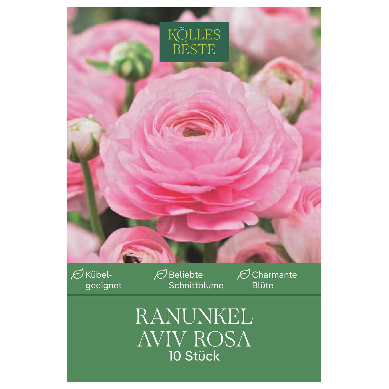 Kölles Beste Ranunkel Aviv rosa, 10 Blumenknollen