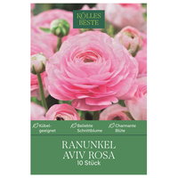 Kölles Beste Ranunkel Aviv rosa, 10 Blumenknollen