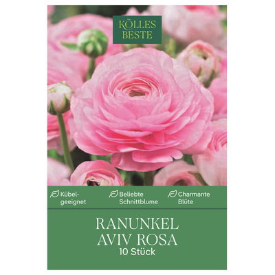 Kölles Beste Ranunkel Aviv rosa, 10 Blumenknollen