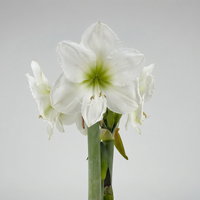 Amaryllis in Wachs XL, Dekor 'Velvet Purple', Blüte weiß Amaryllis in Wachs XL, Dekor 'Velvet Purple', Blüte weiß
