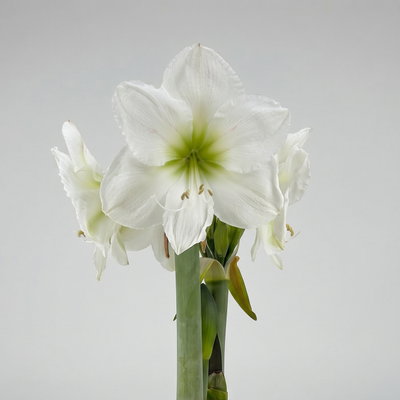 Amaryllis in Wachs XL, Dekor 'Velvet Purple', Blüte weiß Amaryllis in Wachs XL, Dekor 'Velvet Purple', Blüte weiß