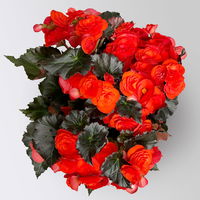 Elatior-Begonie, orangerot, dunkellaubig, Topf-Ø 14 cm, 4 Pflanzen