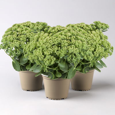 Hohe Fetthenne 'Herbstfreude', rosa, Topf-Ø 13 cm, 3er-Set Hohe Fetthenne 'Herbstfreude', rosa, Topf-Ø 13 cm, 3er-Set