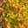 Goldorange Japanspiere 'Double Play®Big Bang', Spiraea japonica, Topf 5 Liter