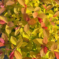 Goldorange Japanspiere 'Double Play®Big Bang', Spiraea japonica, Topf 5 Liter