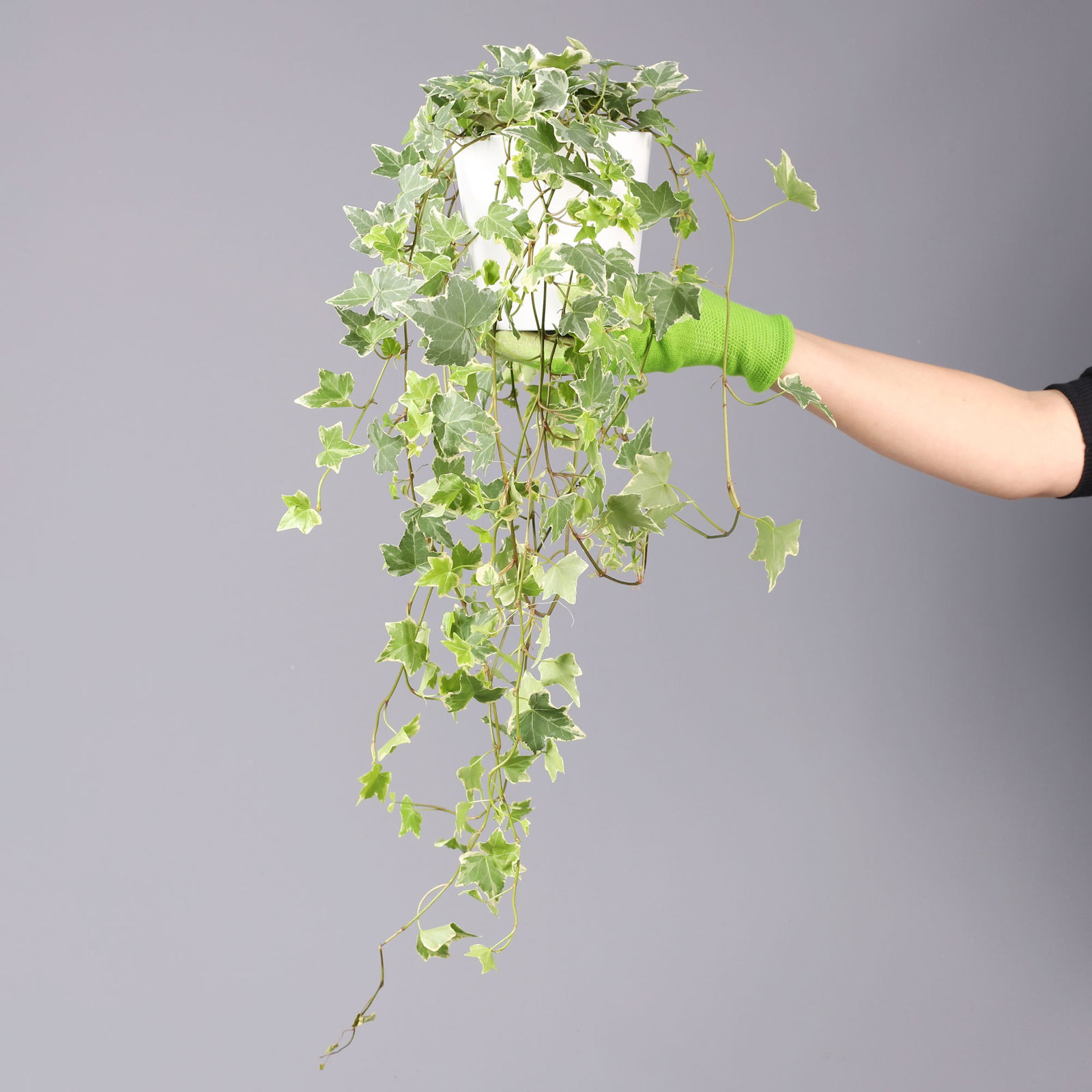 Efeu 'Variegata', Topf-Ø 12/13 cm, in Keramiktopf Dallas weiß, 3 Pflanzen Efeu 'Variegata', Topf-Ø 12/13 cm, in Keramiktopf Dallas weiß, 3 Pflanzen