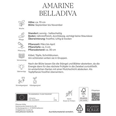 Kölles Beste Amarine 'belladiva', 3 Blumenknollen