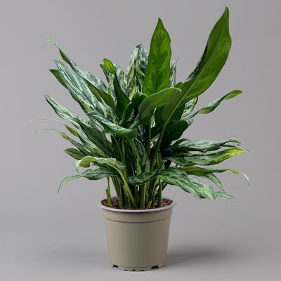 Aglaonema 'Miss Juliette', Topf-Ø 17 cm, Höhe ca. 55 cm Aglaonema 'Miss Juliette', Topf-Ø 17 cm, Höhe ca. 55 cm