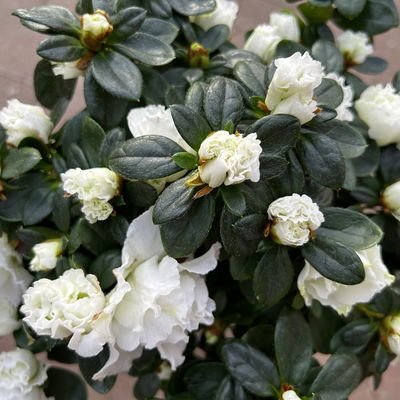 Azalee, Stamm, Farbe zufällig, Topf-Ø 13cm, Höhe ca. 45 cm, 2 Pflanzen Azalee, Stamm, Farbe zufällig, Topf-Ø 13cm, Höhe ca. 45 cm, 2 Pflanzen