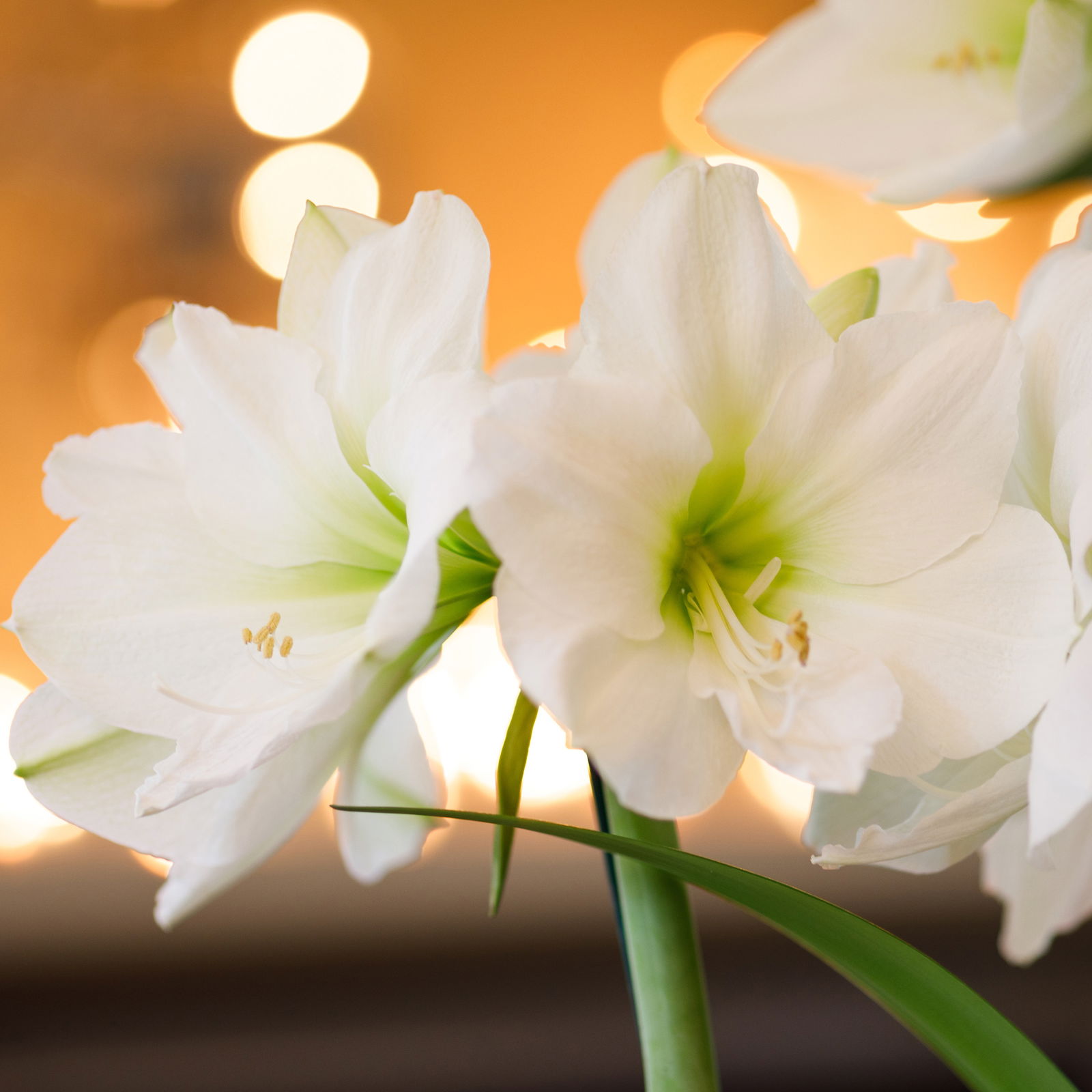 Amaryllis in Wachs, Dekor 'Pullover Disco' nach Verfügbarkeit, Blüte zufällig