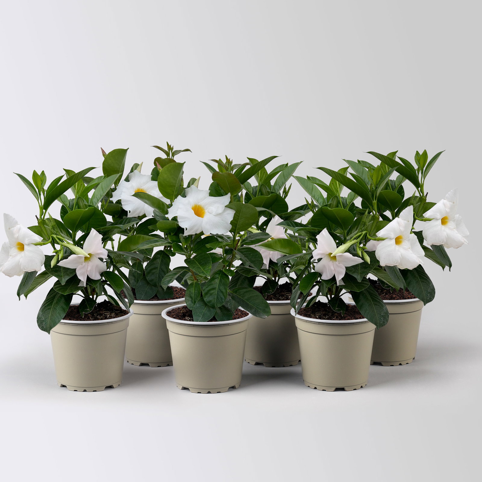 Dipladenie 'Qdeville®', weiß, buschartig, Topf-Ø 12 cm, 6 Pflanzen