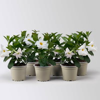 Dipladenie 'Qdeville®', weiß, buschartig, Topf-Ø 12 cm, 6 Pflanzen