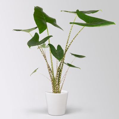 Alocasia 'Zebrina', in Keramiktopf Dallas, Topf-Ø 17 cm, Höhe ca. 60 cm Alocasia 'Zebrina', in Keramiktopf Dallas, Topf-Ø 17 cm, Höhe ca. 60 cm