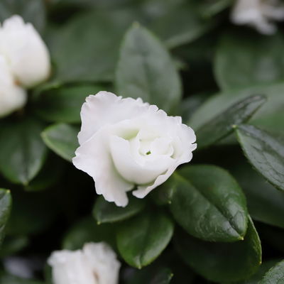 Azalee weiß gefüllt, Topf-Ø 12 cm, in Keramiktopf anthrazit mit Grußkarte