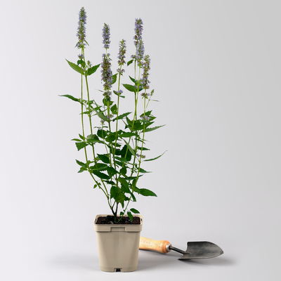 Bio Duftnessel 'Blue Fortune', violett, Topf 11x11 cm, 3 Pflanzen Bio Duftnessel 'Blue Fortune', violett, Topf 11x11 cm, 3 Pflanzen