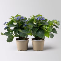 Hortensie 'Curly Wurly®' blau, Topf-Ø 10 cm, 2er-Set