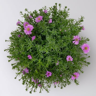 Kissenaster pink, Topf-Ø 17 cm, 2er-Set Kissenaster pink, Topf-Ø 17 cm, 2er-Set