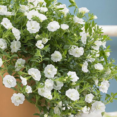 Zauberglöckchen & Schneewolke, weiß, Topf-Ø 13 cm, 6 Pflanzen