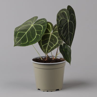 Anthurium clarinervium, Topf-Ø 15 cm, Höhe ca. 40 cm Anthurium clarinervium, Topf-Ø 15 cm, Höhe ca. 40 cm