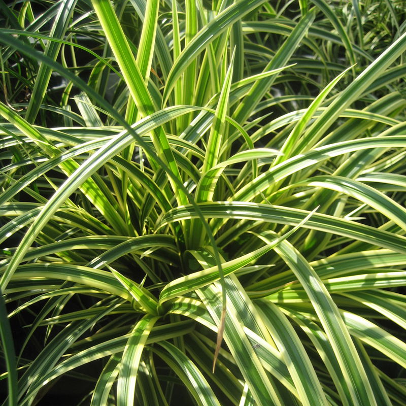 Carex morrowii 'Vanilla Ice', TopfØ 12 cm, 3erSet online kaufen