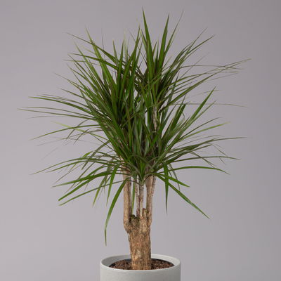 Gerandeter Drachenbaum, verzweigt, Topf-Ø 24 cm, Höhe ca. 100 cm