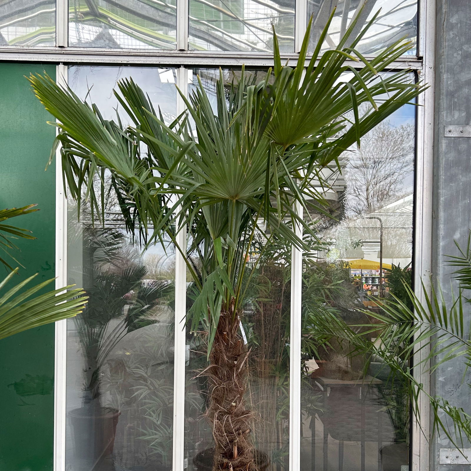 Hanfpalme, Stamm, Topf 45 Liter, Höhe ca. 200 cm